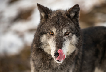 Northern Timber Wolf in the mountains