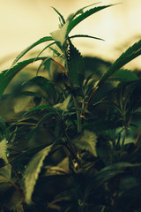 Marijuana cultivation Cannabis