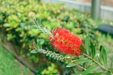生い茂った茂みと、ブラシノキの花と蕾