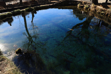【山梨県 観光名所】忍野八海の湖面