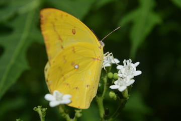 yellow butterfly on white flower