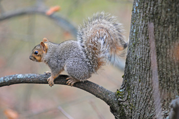 Squirrel