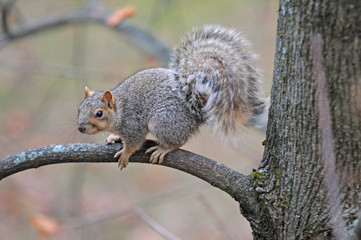 Squirrel