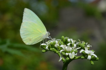 butterfly on a flower