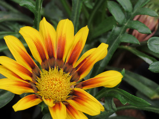 Spring Flowers. Yellow flower with pointed yellow and red petals