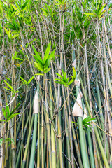 Group of beautiful tropical bamboo plants with green leaves
