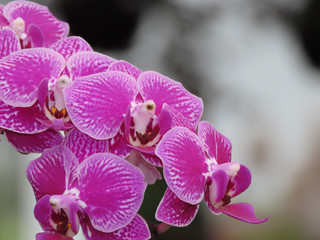 Obraz na płótnie Canvas Spring Flowers Purple orchid with several petals