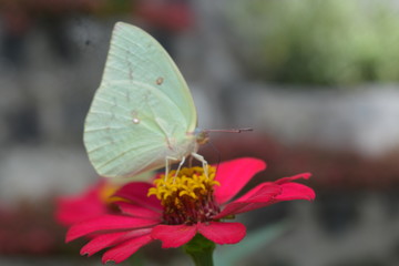 butterfly on a flower