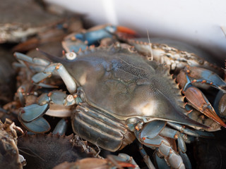 Light Blue Crab