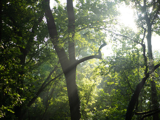 Sun Rays through trees
