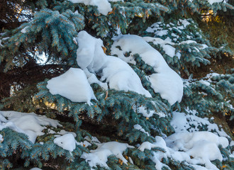Christmas tree in the snow. Winter forest. Pine branches with snow.