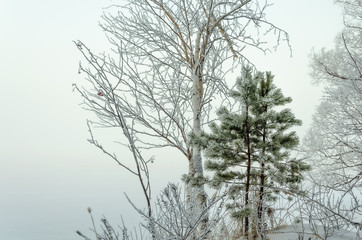 Birch and pine trees in winter near the lake.Tree branches in snow crystals