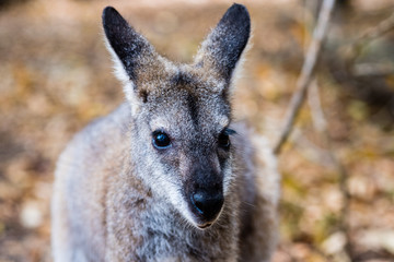 Portrait shot of a little Wallaby in Bournda National Park