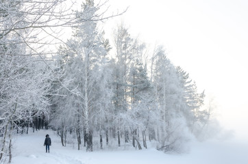 Trees in snow frost. Bushes in the cold with snow. A birch tree with ice crystals on the branches.
