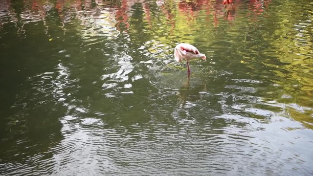 a single flamingo in a river