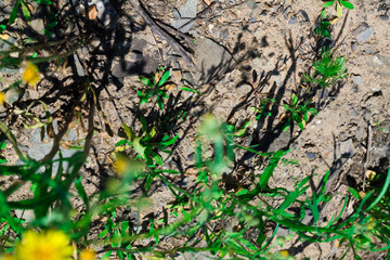 Earth with herbs and flowers.