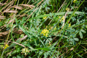 Grass with yellow flowers on the street. Urban vegetation.