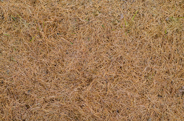 Golden grass or hay is naturally occurring in the countryside and dry in summer due to lack of water. Dry grass background.