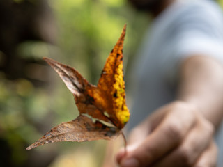 Holding leaf in hand