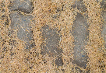 Paving mosaic with yellow needles of a Christmas tree. copy space, top view, flat lay, background with blank space for text