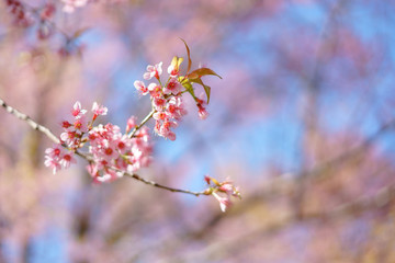 Blooming Wild Himalayan Cherry