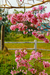 Pink trumpet tree flowers beside the canal