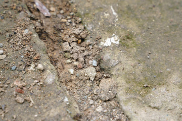 Black ants are walking on the ground