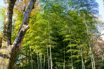 東京の竹林