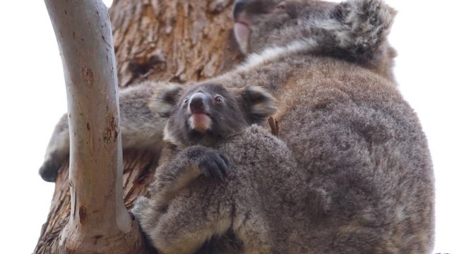 Wild baby koala yawning in mother's arms. Shot on Kangaroo Island, Australia.