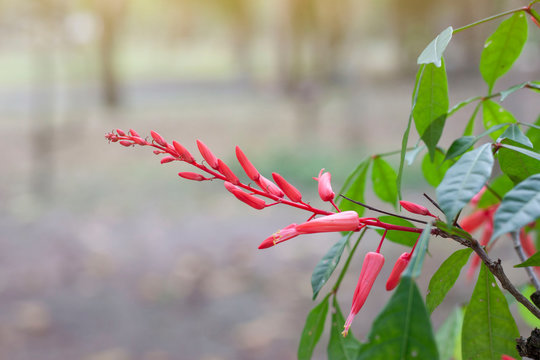 Red flower of Bitterwood or Quassia is Thai herb. The properties of the root is to help fever and aid digestion.