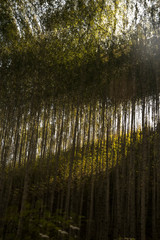 a sunny forest