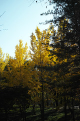 autumnal messenger ginkgo biloba