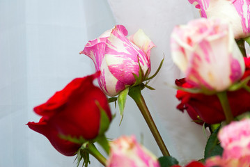Rose petal detail, romantic floral arrangement made with roses grown in Guatemala, natural and artificial light in vase, home interior.