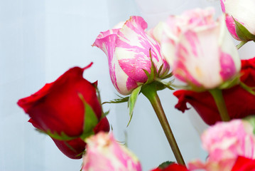 Fototapeta na wymiar Rose petal detail, romantic floral arrangement made with roses grown in Guatemala, natural and artificial light in vase, home interior.