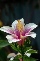Fototapeta premium Hibiscus genevii flower in full bloom at a garden
