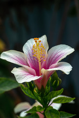 Fototapeta na wymiar Hibiscus genevii flower in full bloom at a garden