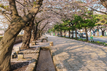 【青森県十和田市】十和田市官庁街通りの桜並木