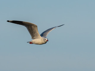 Brown-headed Gull (Chroicocephalus brunnicephalus) in Flight. Non-breeding plumage with only partial marking to the head.