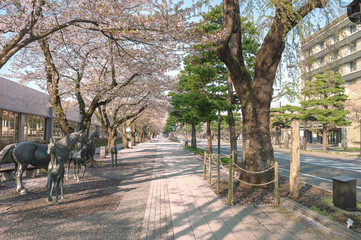 【青森県十和田市】十和田市官庁街通りの桜並木