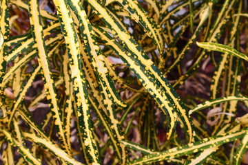 closeup of grass