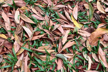background of green leaves