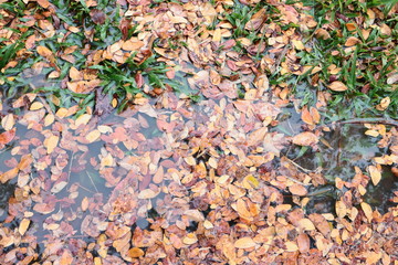 autumn leaves background