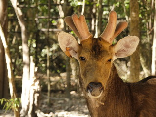 Head  of  deer  in  farm.