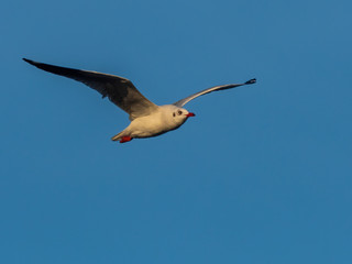 Brown-headed Gull (Chroicocephalus brunnicephalus) in Flight. Non-breeding plumage with only partial marking to the head.