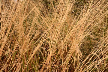 Fototapeta premium golden grass background