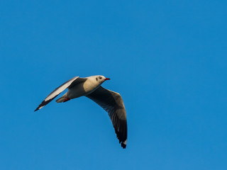 Fototapeta na wymiar Brown-headed Gull (Chroicocephalus brunnicephalus) in Flight. Non-breeding plumage with only partial marking to the head.