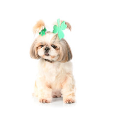 Cute dog on white background. St. Patrick's Day celebration