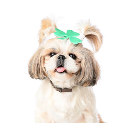 Cute dog on white background. St. Patrick's Day celebration