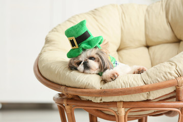 Cute dog on lounge chair at home. St. Patrick's Day celebration