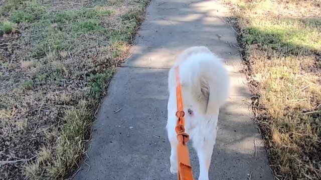 Walking a white husky dog on a leach down the sidewalk on a sunny day.